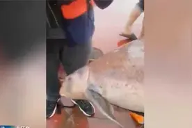 江江西段监测到记载以来最大国家二级保护动物胭脂鱼