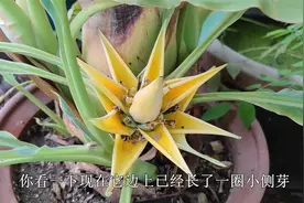 “地涌金莲”开花金灿灿，长出十多个侧芽，这样养就能四季开花视频封面