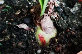 朱顶红“见红”了不要慌，学会正确区分，解决就简单了视频封面