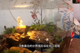 把圆尾斗鱼和叉尾斗鱼混养，它们能繁殖成功吗，最后会生出个什么视频封面