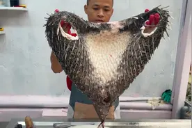 16斤的豪猪鱼一鱼七吃，剥下的鱼皮可以当衣服穿，真是开眼界