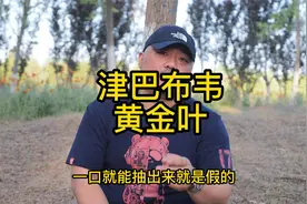 津巴布韦的黄金叶