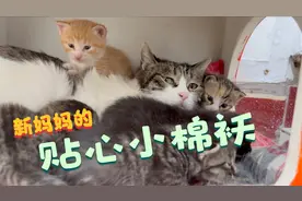 流浪猫之间的救赎，五只没有妈妈的小奶猫重获“母爱”视频封面