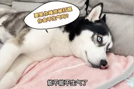 突然打醒正在睡觉的二哈，二哈会有啥反应？看完笑得人腮帮子疼！视频封面