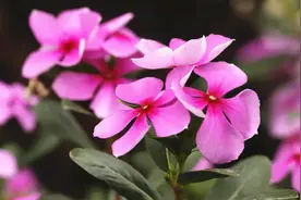 长春花为何被称为“夺命花”？真的不适合在家养吗？一次性说清楚视频封面