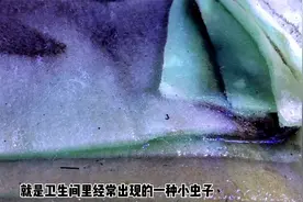 鱼缸滤棉上经常出现的小黑虫，到底为何物？