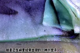鱼缸滤棉上经常出现的小黑虫，到底为何物？视频封面