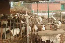 用红薯渣喂羊有啥好办法，自从喂过那一次湿的，再不敢这样喂了视频封面