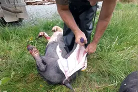 遇到两头小猪崽，现场展示剥皮技巧，看看杀猪的步骤以及细节吧