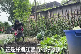 这样扦插红薯藤成活率非常高！以后可以吃红苕尖，也可以吃红苕！