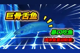 巨骨舌鱼暴口抢食鳑鲏鱼，滩涂鱼玩起套路，这货大眼睛也太萌了视频封面