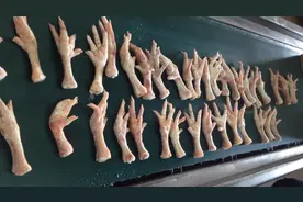 一只鸡只有两只爪子，为啥还能供应不断？养鸡场大爷告诉你实情视频封面