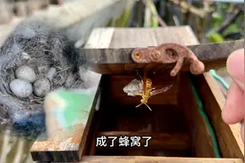 楼顶又是鸟窝又是蜂窝，我家风水有这么好吗？