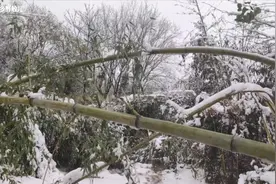 湖北荆门农村被暴雪袭击后，惨不忍睹，今年最大的一次暴雪视频封面