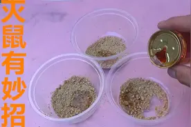 农村灭鼠有妙招，不用夹子不用药，让家里地里的老鼠，全部逃不掉视频封面