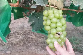 葡萄生长后期成熟后，打开袋子有烂穗现象，是哪些原因引起的？视频封面