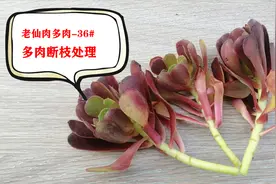 多肉植物断枝后别急着扔，这样处理扦插繁殖，一盆肉肉轻松变多盆视频封面