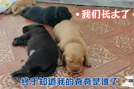 救回来的金毛生的12个狗宝宝，它的爸爸是谁，今天终于知道了答案视频封面