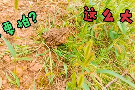甘肃农村癞蛤蟆这么大！还是中药一斤１８元，居然这么贵视频封面
