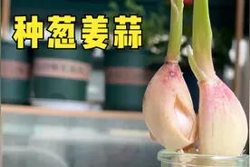 好久不做饭，厨房的葱姜蒜都发芽了怎么办？教你种起来