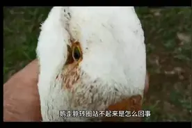 鹅苗歪脖转圈站不起来怎么回事  鹅副粘病毒病症状视频封面