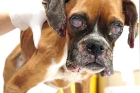 狗狗遭主人遗弃，饿得瘦骨嶙峋，被救助后华丽蜕变视频封面