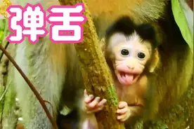 痞猴托莉，满嘴没有一颗牙却会弹舌了