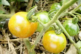 西红柿得条纹病毒，赶紧处理别耽误！视频封面