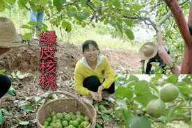 甘肃老树核桃挂满整个山头，摘一车拉回家，新鲜清香又补脑视频封面