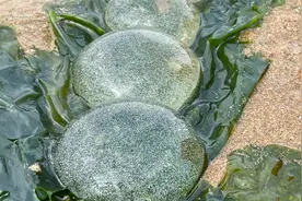 大庆赶海，发现沙滩上泥螺留下一窝透明小球球，好像果冻一样视频封面