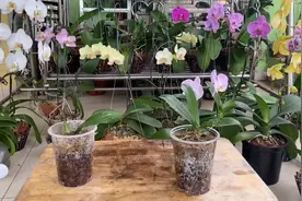 让没有根的小型兰花植物恢复活力，很快就会有健康的根和许多幼苗