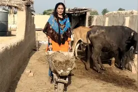 巴铁农村美女给牛清理粪便太能干，我们的农村女孩如此勤劳的多吗