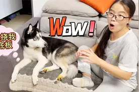 测试挠狗狗脚底板狗的反应，没想到狗狗上去就是一脚，主人疼哭了