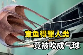 动物眼中人类有多邪恶？老鼠教孩子远离人类，结果自己惨遭毒手视频封面