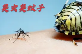 臭大姐放个屁能把蚊子臭晕，如果人对着闻一下是什么滋味？视频封面