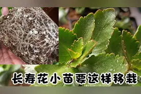 长寿花小苗要这样“移栽”和养护才能，根系壮长势快，新芽侧枝多视频封面