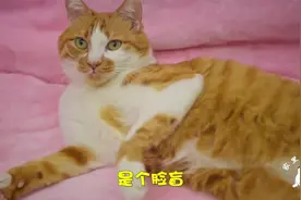 主人出去几天，回来猫咪就不认得你了，你的猫咪也是这样吗？