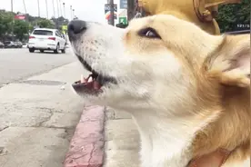 二货狗狗听到警笛声，仰起头就开始嚎，小家伙是“属狼”的吗？视频封面