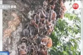 摘食野生木耳，夫妻险送命，妻子：以前摘过野生蘑菇，吃了没事视频封面