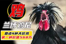 盘点4种天价宠物鸡，第2名巨水鸡都是保护动物，还有人悬赏100万视频封面