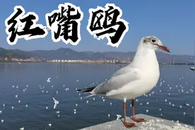 海埂大坝，昆明看海鸥的最佳地点视频封面
