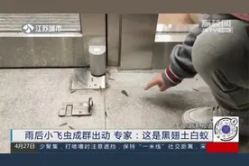 胆小者莫入！雨后南京大批小飞虫出动，专家发来提醒：门窗关好！视频封面