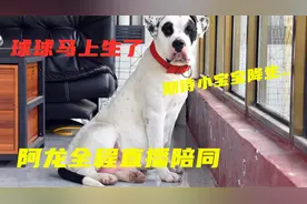 网红球球马上要生了，阿龙团队全程直播陪同，不生绝不下播！