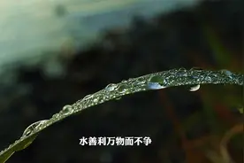 白岩松来告诉你：你们了解“上善若水”的真正含义！视频封面