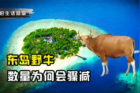 东岛400头野牛繁衍300年，如今却剩几十头，野牛数量为何会骤减？视频封面