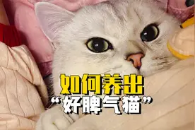 英短猫脾气太差？4招教你搞定！视频封面