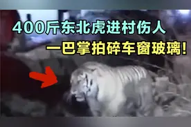 400斤东北虎进村伤人，一巴掌瞬间拍碎车窗玻璃，又扑倒女村民视频封面