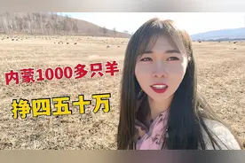 内蒙牧区养羊多挣钱？草原羊1000左右挣50多万，冬季羊长膘肉质好视频封面