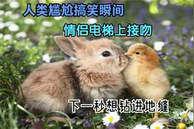 人类尴尬搞笑瞬间，情侣电梯上接吻，下一秒想钻进地缝