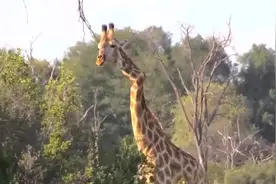 8米高长颈鹿，被“发疯”羚羊撂倒在地，真是白长这么高了视频封面